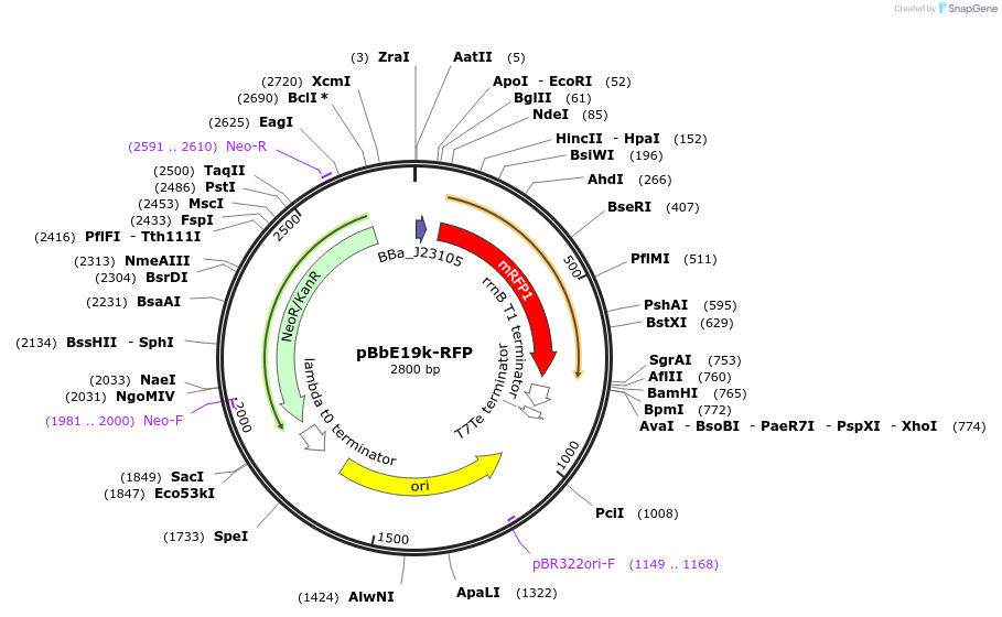 126165-plasmid-map-sequence-id-247468