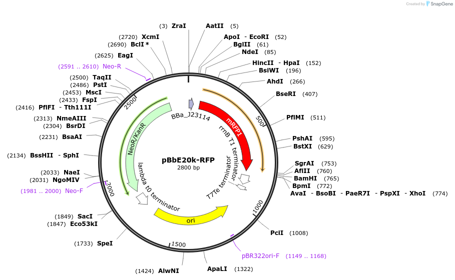 126166-plasmid-map-sequence-id-247471