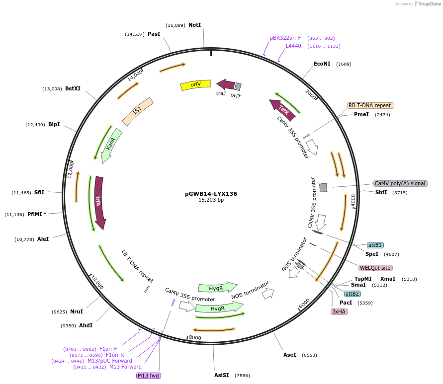 126354-plasmid-map-sequence-id-247484