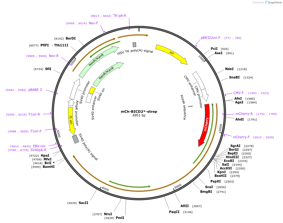120168-plasmid-map-sequence-id-247506