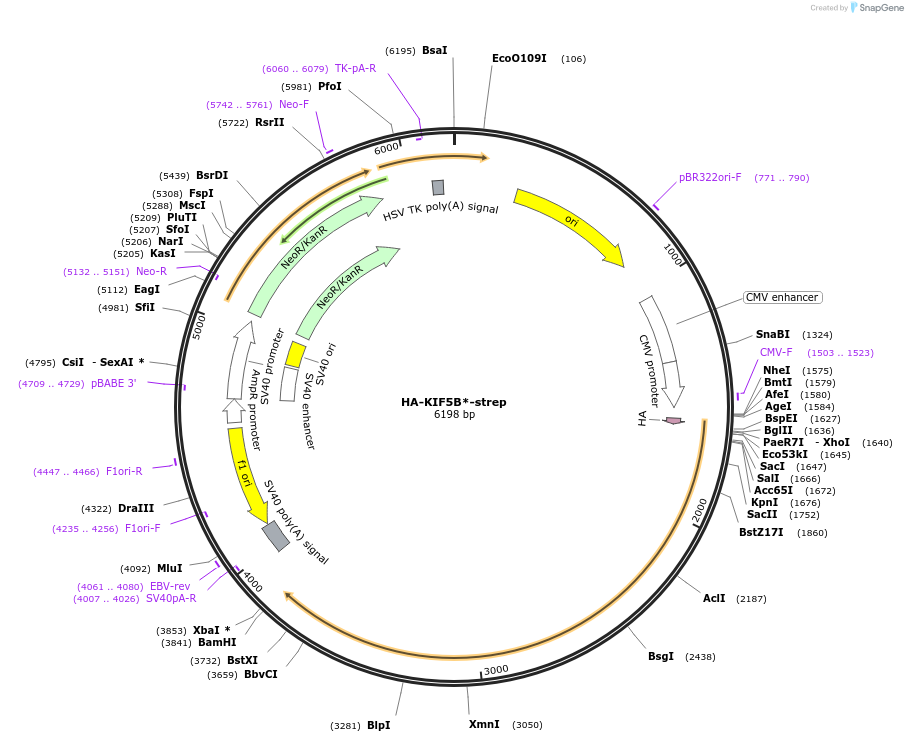 120170-plasmid-map-sequence-id-247508