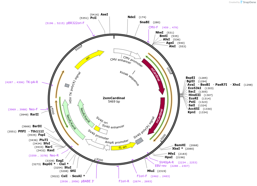 127805-plasmid-map-sequence-id-247509