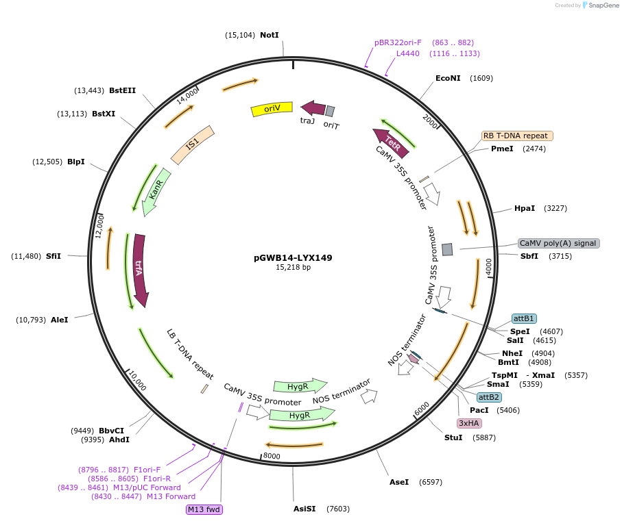 126367-plasmid-map-sequence-id-247515
