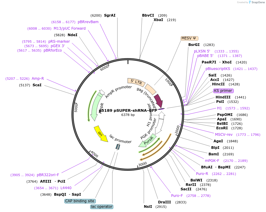 24747-plasmid-map-sequence-id-247526