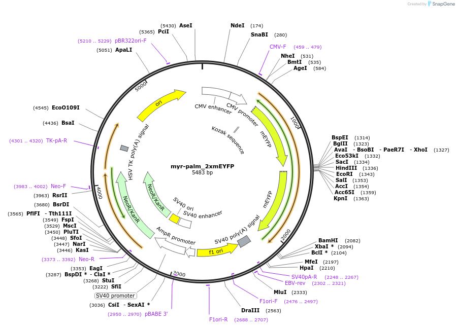 127811-plasmid-map-sequence-id-247547