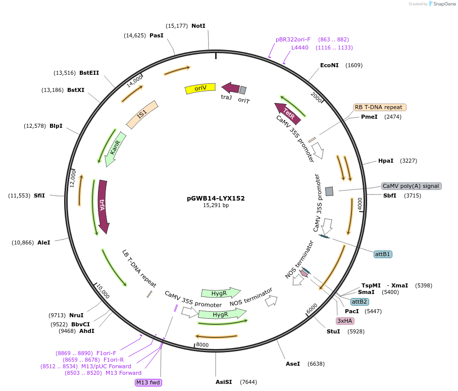 126370-plasmid-map-sequence-id-247548
