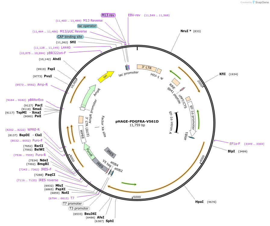 116452-plasmid-map-sequence-id-247552