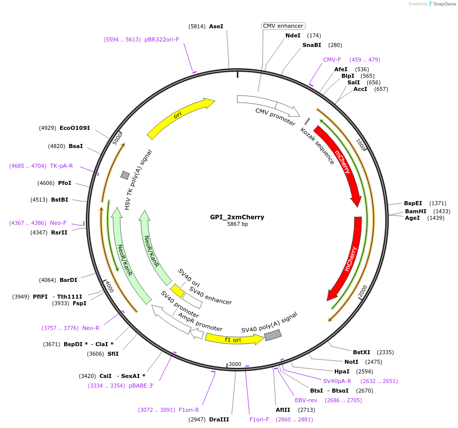 127812-plasmid-map-sequence-id-247557