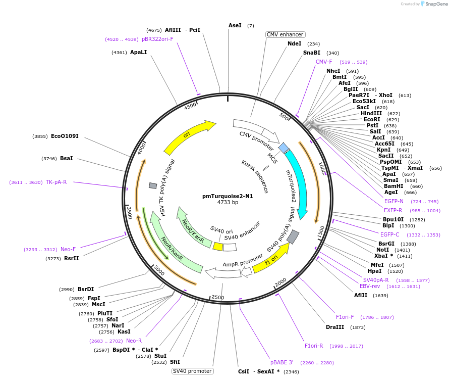 60561-plasmid-map-sequence-id-247565