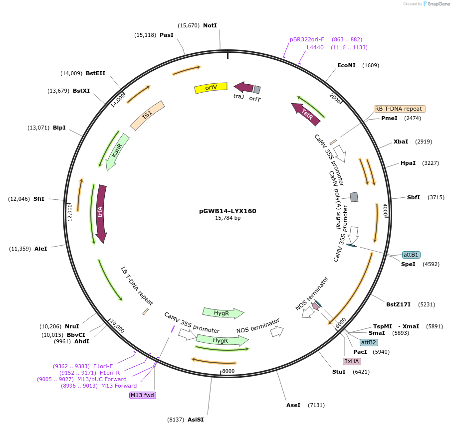 126378-plasmid-map-sequence-id-247567