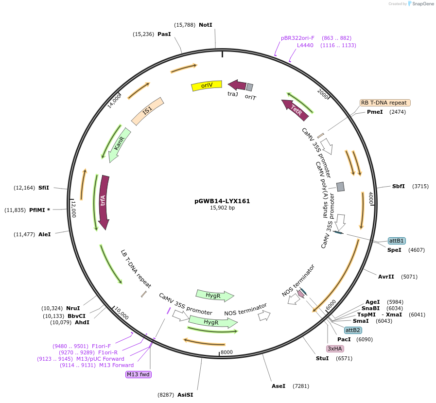 126379-plasmid-map-sequence-id-247568