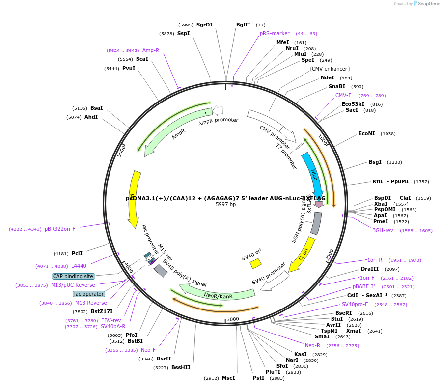 127326-plasmid-map-sequence-id-247581