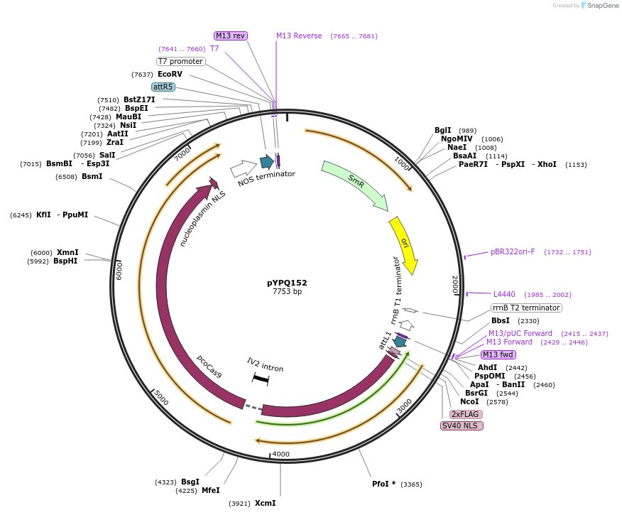 69303-plasmid-map-sequence-id-247582