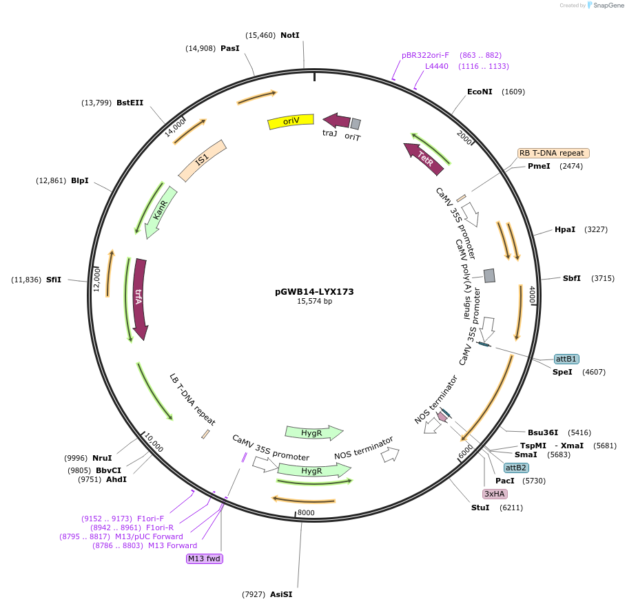 126391-plasmid-map-sequence-id-247588