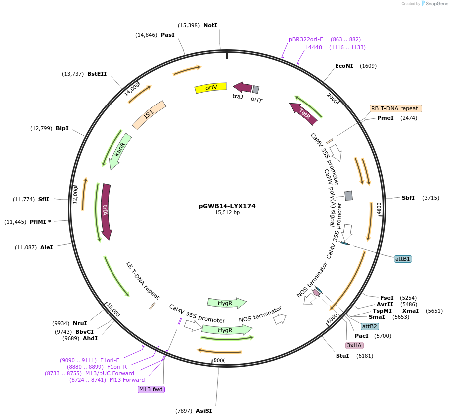 126392-plasmid-map-sequence-id-247589