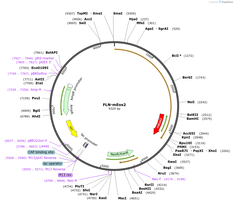 126807-plasmid-map-sequence-id-247593