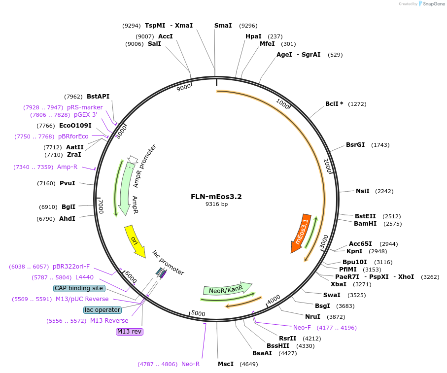 126808-plasmid-map-sequence-id-247598