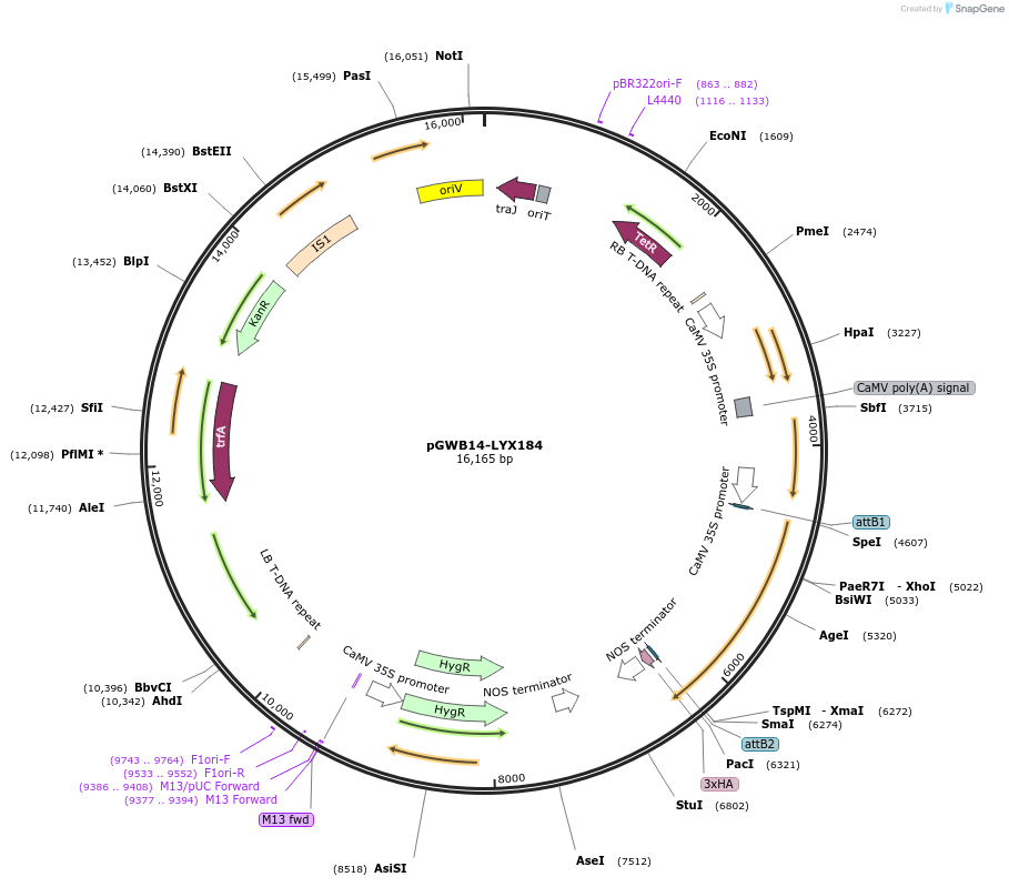 126402-plasmid-map-sequence-id-247605