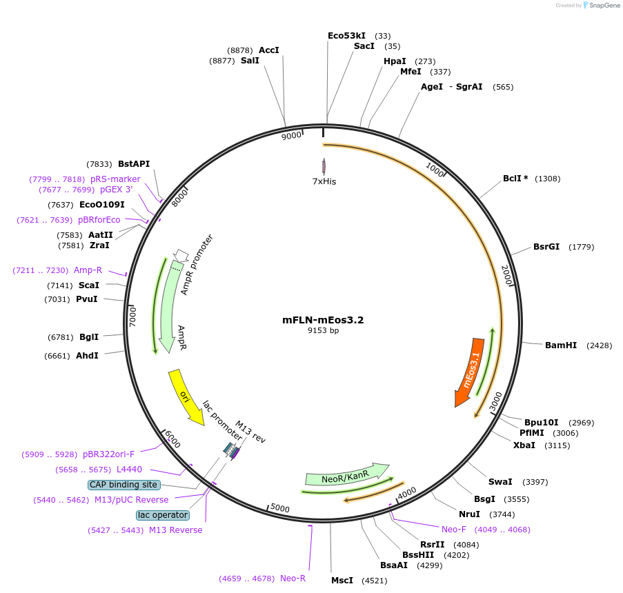 126811-plasmid-map-sequence-id-247610