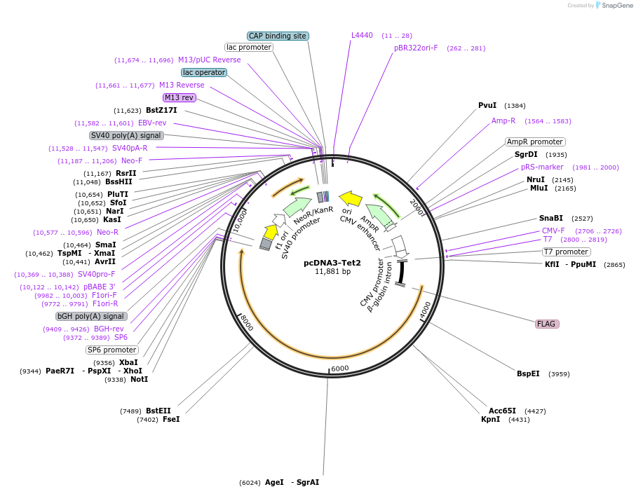 60939-plasmid-map-sequence-id-247617