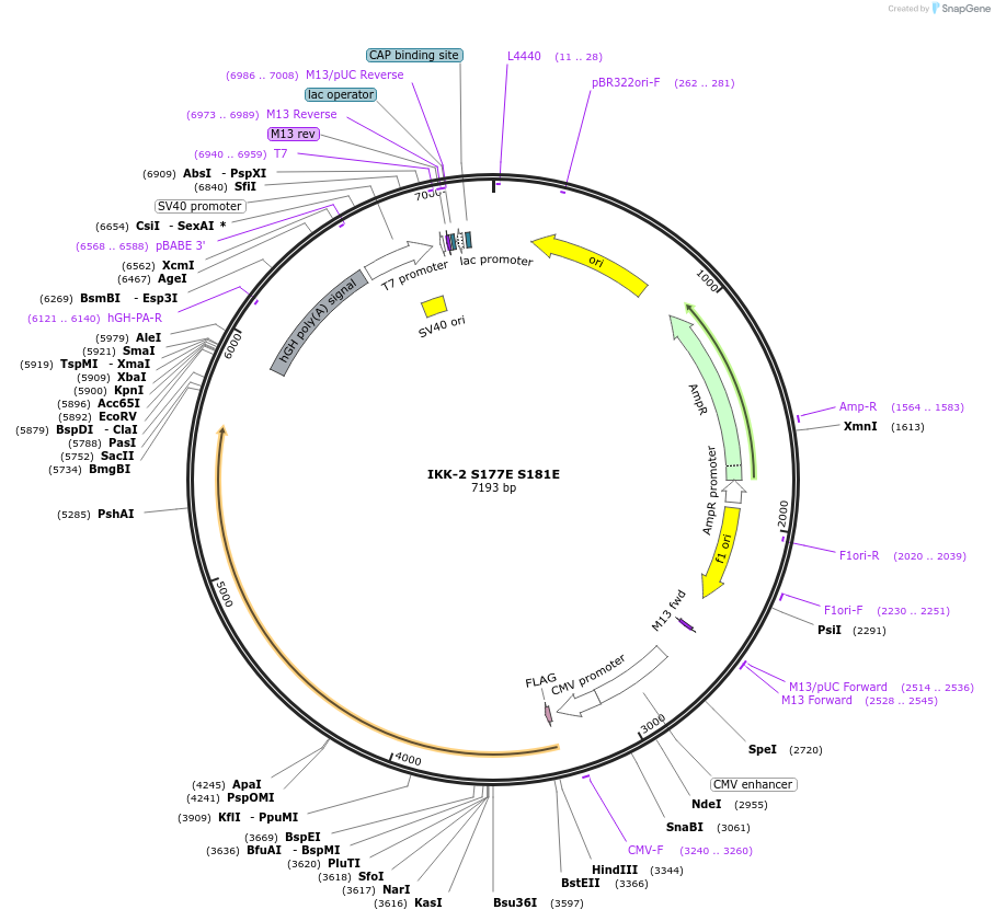11105-plasmid-map-sequence-id-247618