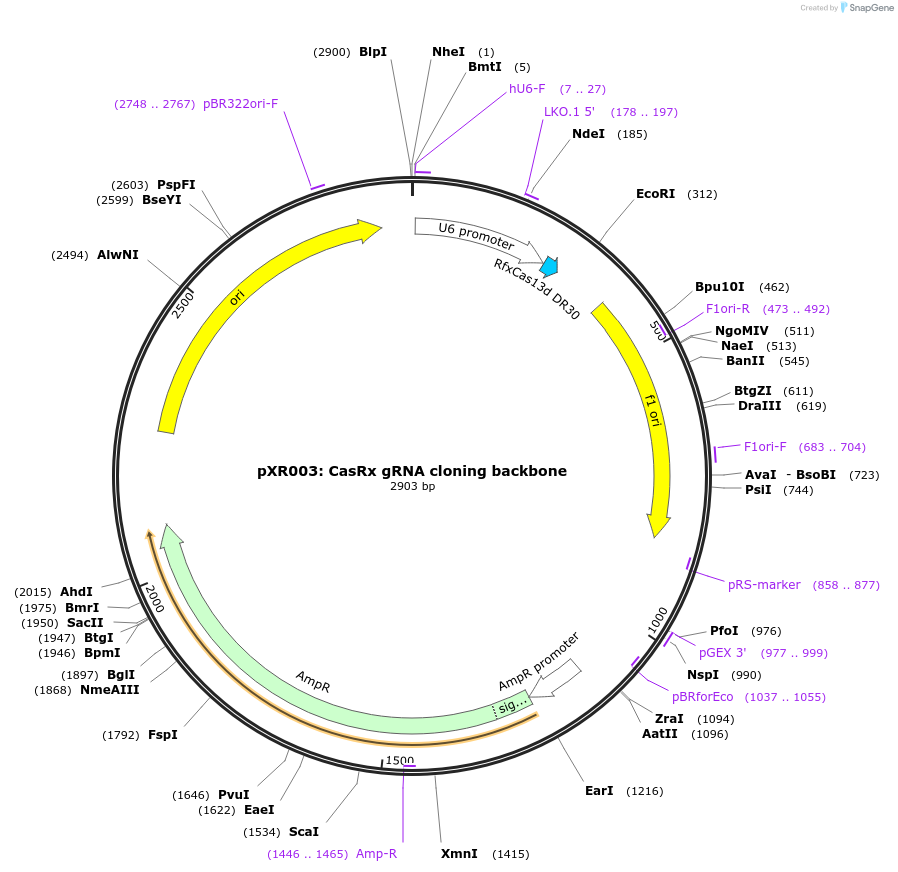 109053-plasmid-map-sequence-id-247622