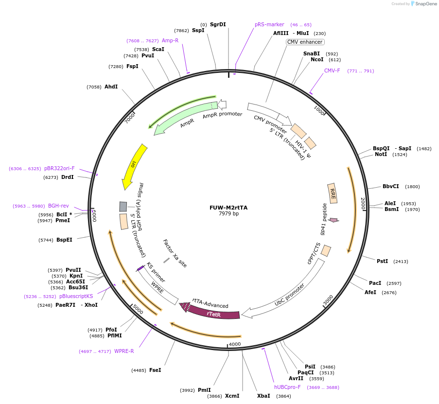 20342-plasmid-map-sequence-id-247623