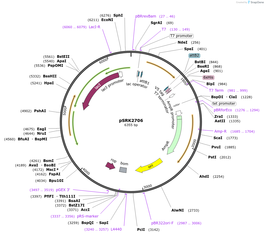 78571-plasmid-map-sequence-id-247625