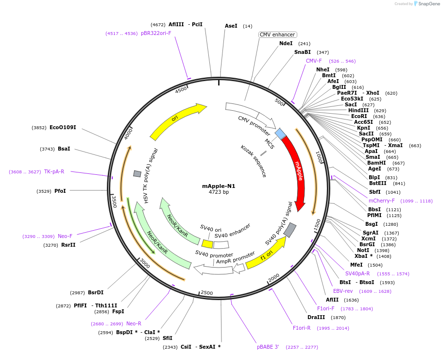 54567-plasmid-map-sequence-id-247627