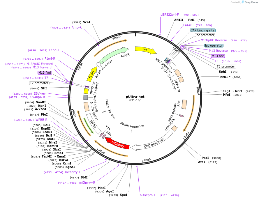24130-plasmid-map-sequence-id-247629