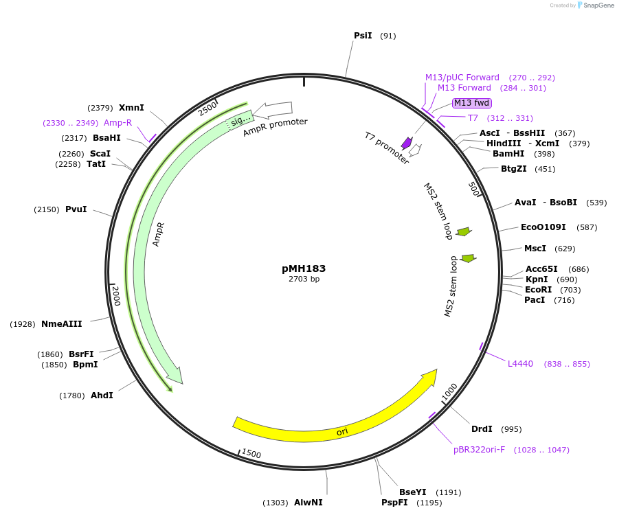 122856-plasmid-map-sequence-id-247655