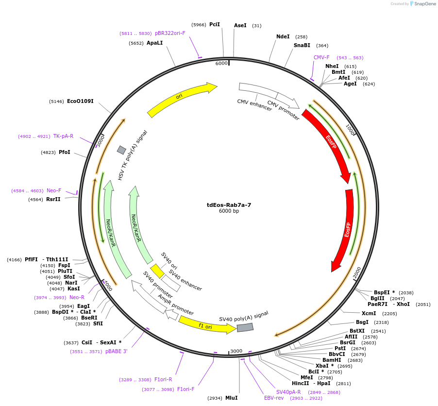 57663-plasmid-map-sequence-id-247661