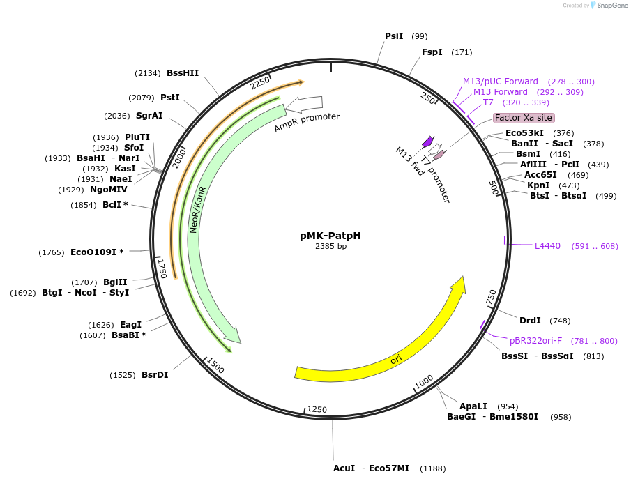 123471-plasmid-map-sequence-id-247662