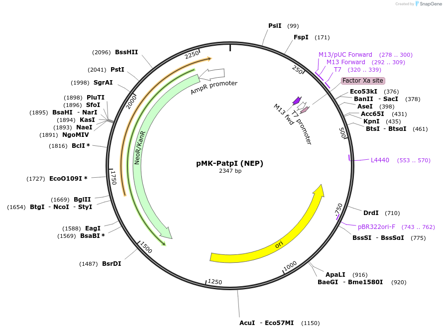 123472-plasmid-map-sequence-id-247663