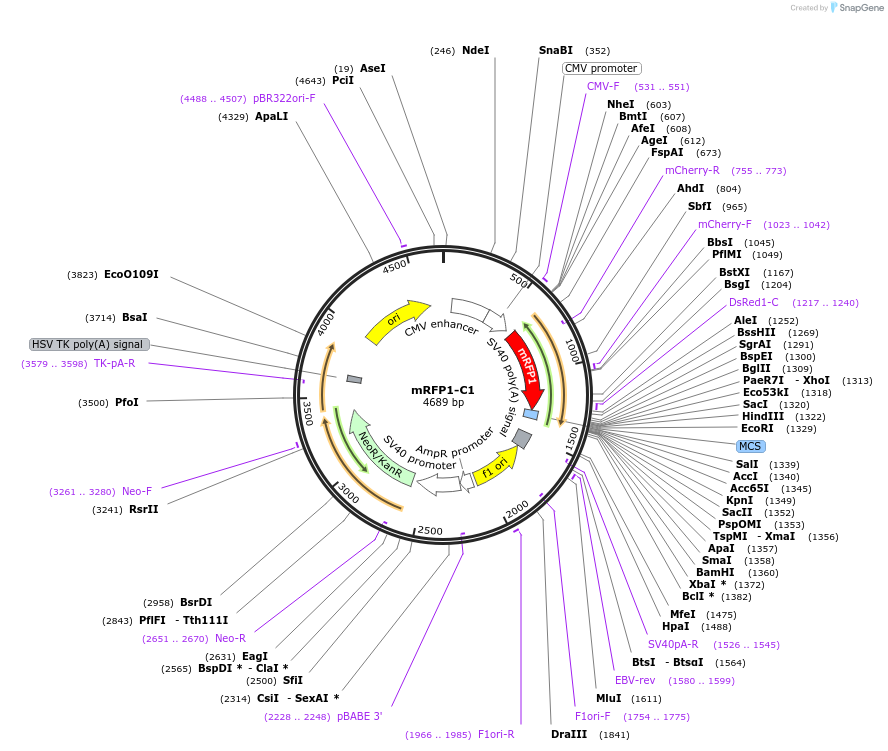 54764-plasmid-map-sequence-id-247665