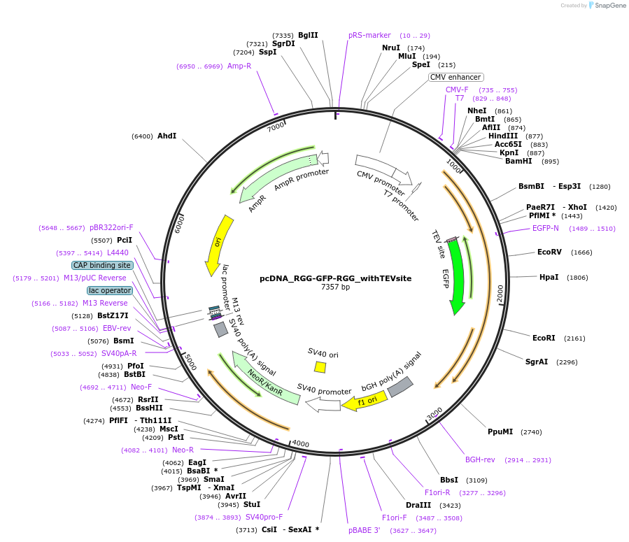 124939-plasmid-map-sequence-id-247690