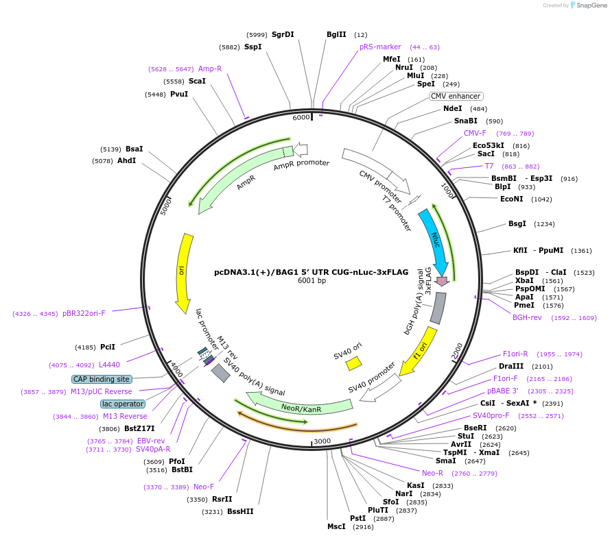 127328-plasmid-map-sequence-id-247703