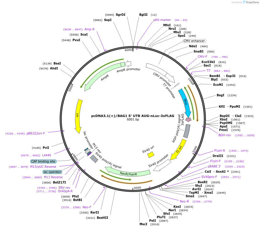 127329-plasmid-map-sequence-id-247705