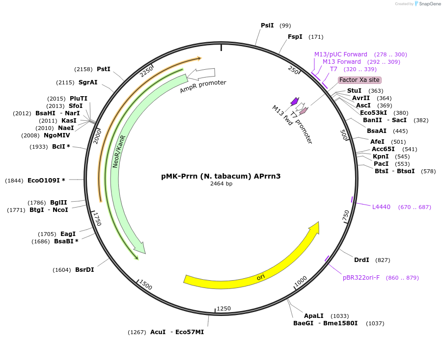 123493-plasmid-map-sequence-id-247707