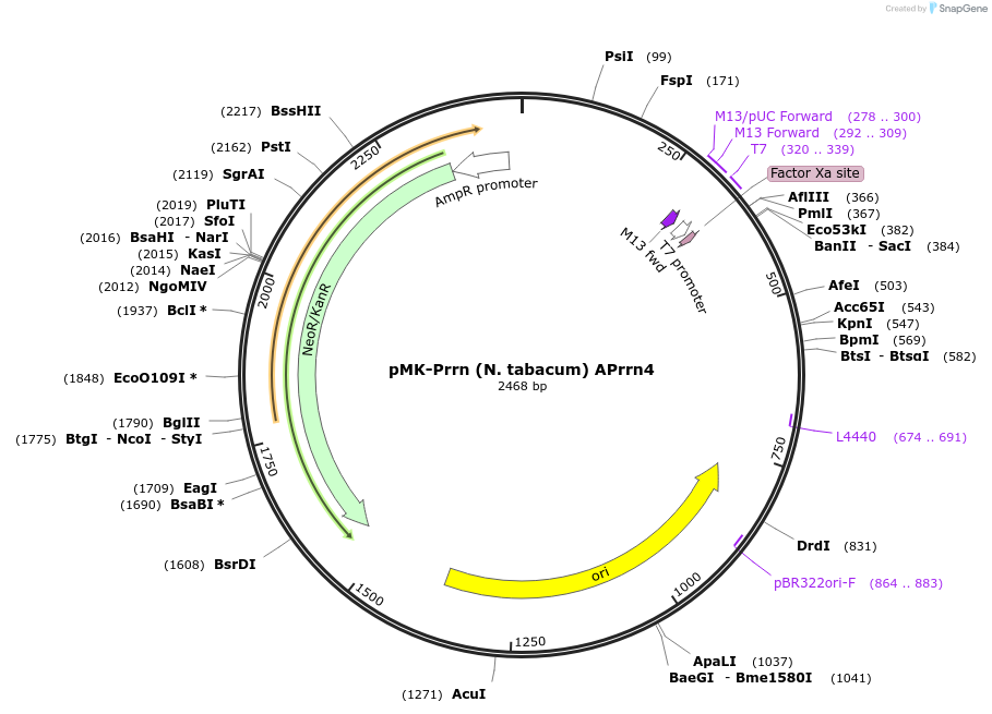 123494-plasmid-map-sequence-id-247708