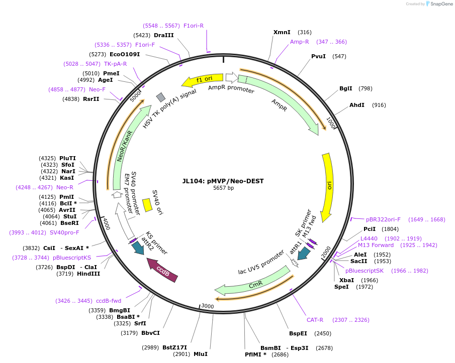 121857-plasmid-map-sequence-id-247709