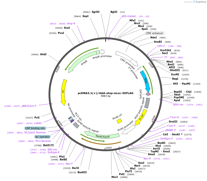 127310-plasmid-map-sequence-id-247713