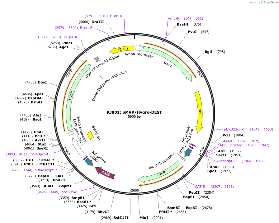 121858-plasmid-map-sequence-id-247721