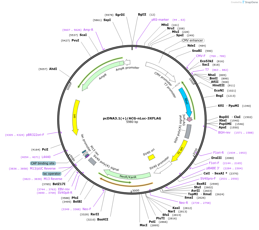127303-plasmid-map-sequence-id-247725