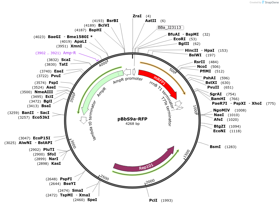 126172-plasmid-map-sequence-id-247727