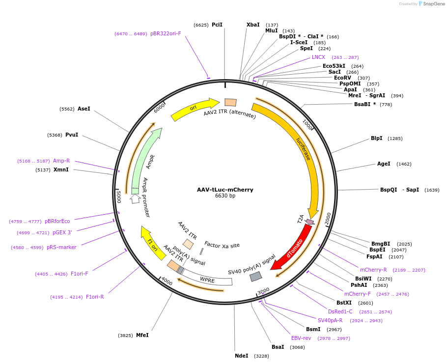 107553-plasmid-map-sequence-id-247757
