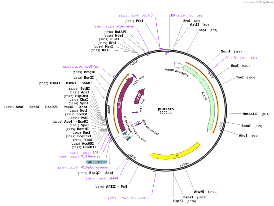 120275-plasmid-map-sequence-id-247760