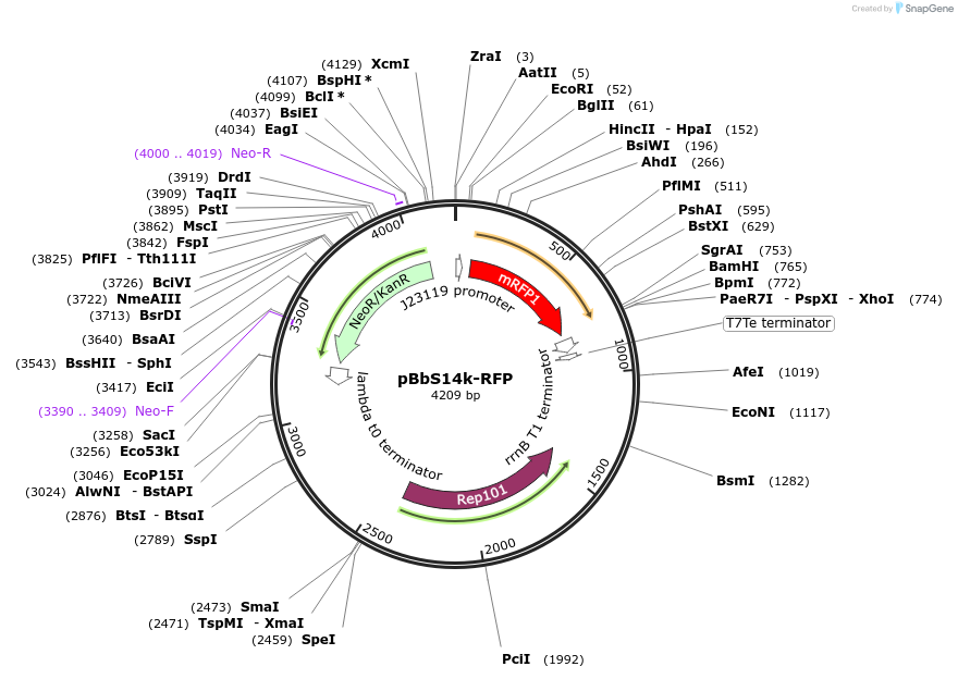 126183-plasmid-map-sequence-id-247769