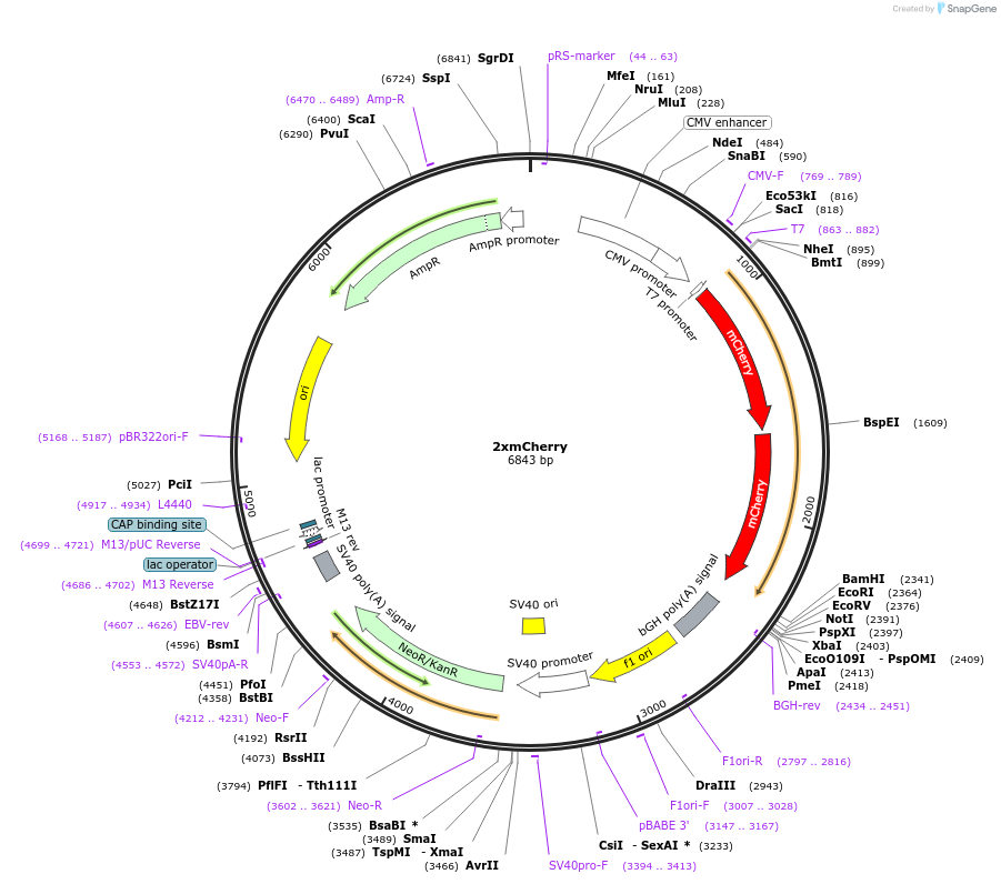 127803-plasmid-map-sequence-id-247779