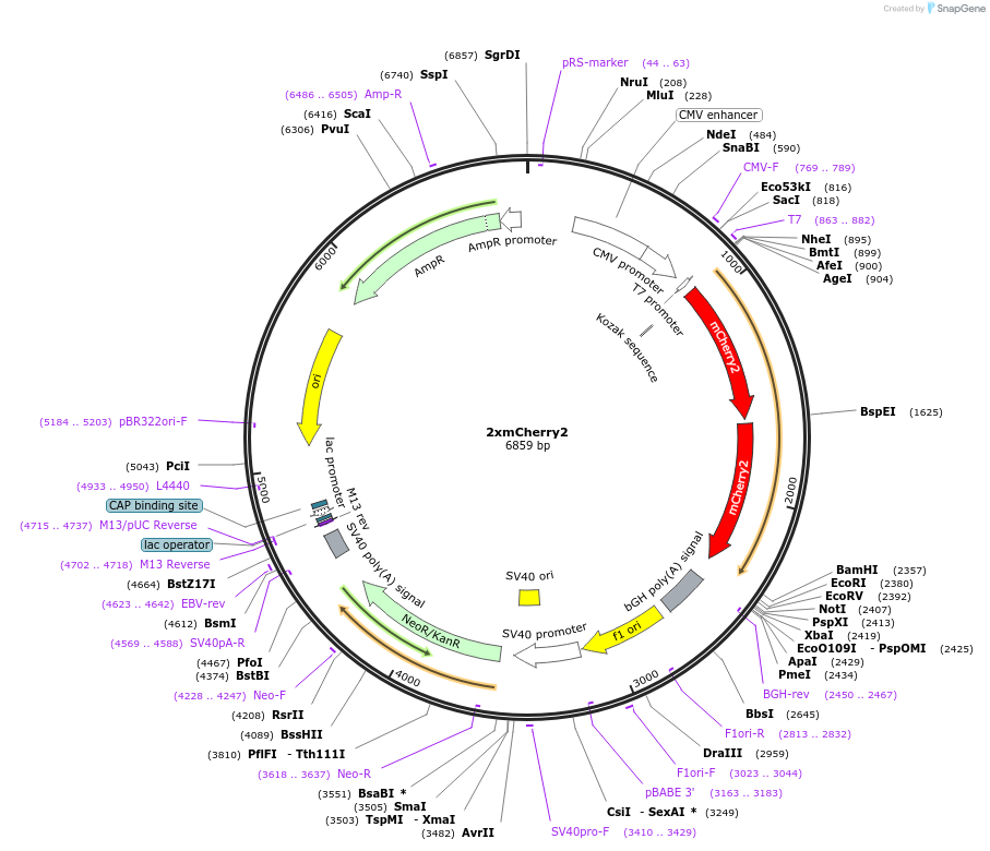 127804-plasmid-map-sequence-id-247782